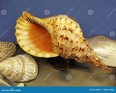 Empty Shell Of Sea Snail Atlantic Triton Trumpet Charonia Variegata