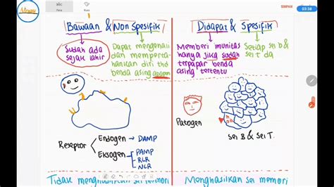 Detail Gambar Sistem Imun Pada Manusia Koleksi Nomer 24