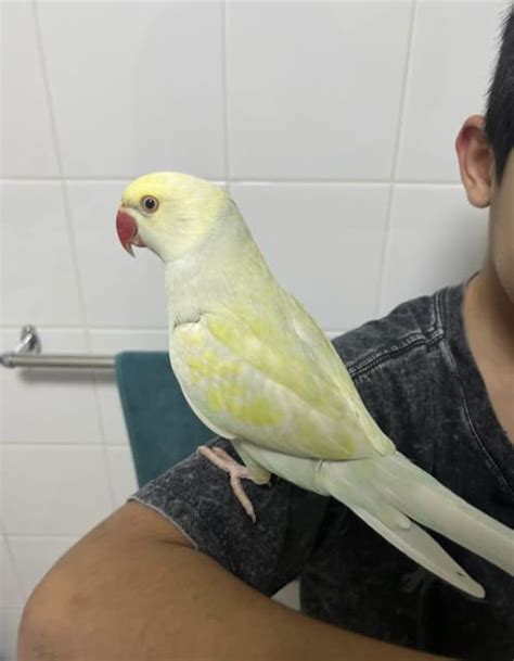 Baby Friendly parrot Indian ringneck | Birds | Gumtree Australia ...