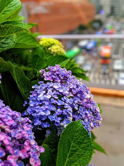 Hydrangeas Outside Seoul Station South Korea Rpics