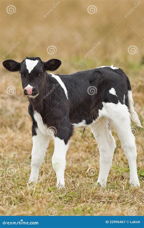 Newborn calf stock image. Image of domestic, care, calf - 22996467