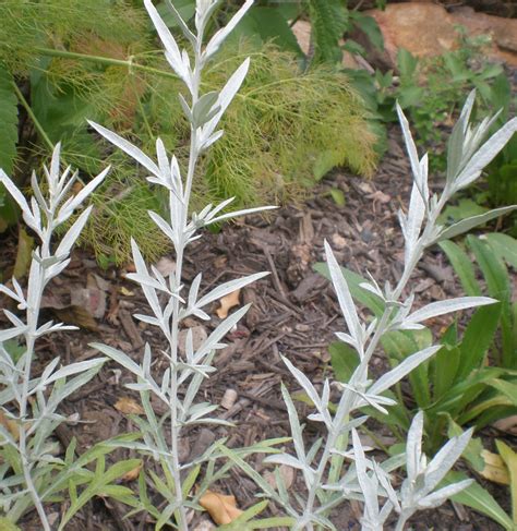 Artemisia Silver Queen Yellow House Heritage Perennials