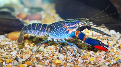 Red Claw Crayfish Detailed Aquarium Care – Aquarium Shrimp Keeping