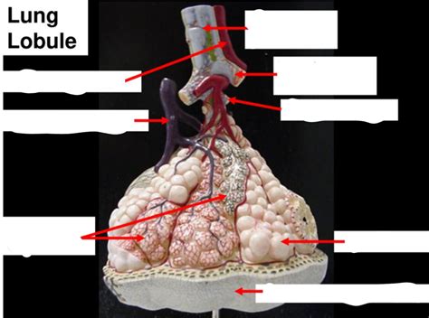 Lung Lobule Diagram | Quizlet