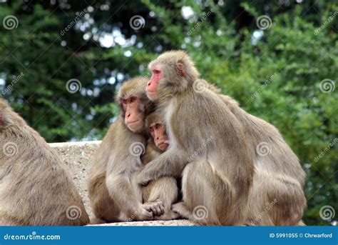 Monkey group stock image. Image of bushes, monkey, together - 5991055