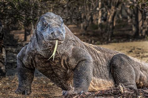 Komodo dragon - Jim Zuckerman photography & photo tours