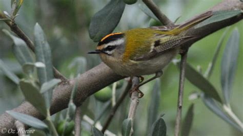 Passeriformes family groups – Bird Families of the World