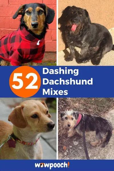 52 Dashing Dachshund Mixes - A Guide To Finding Your Doxie Mix