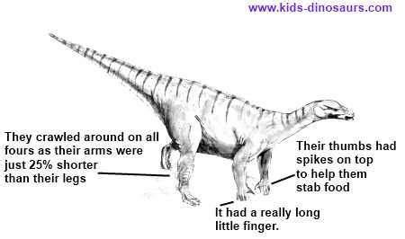 Iguanodon - Fun Facts for Kids