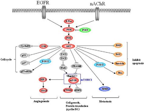 [PDF] Roles of protein kinase B/Akt in lung cancer. | Semantic Scholar