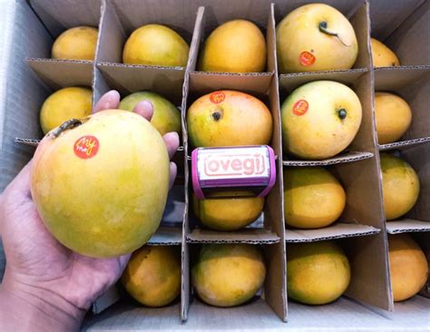 Mangga Gedong Gincu Premium Ovegi