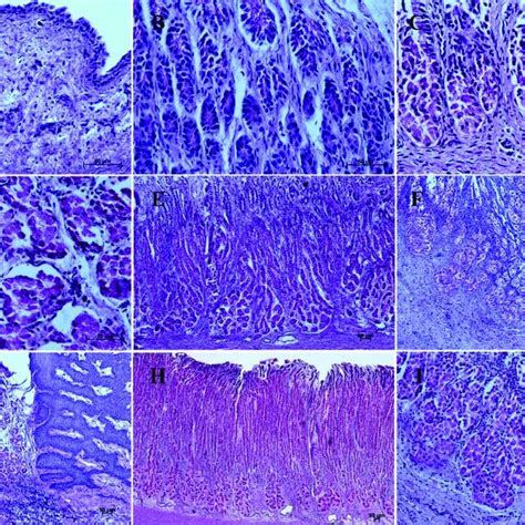 Histological Structure Of The Stomach Mucosa In The Nonglandular Part Download Scientific