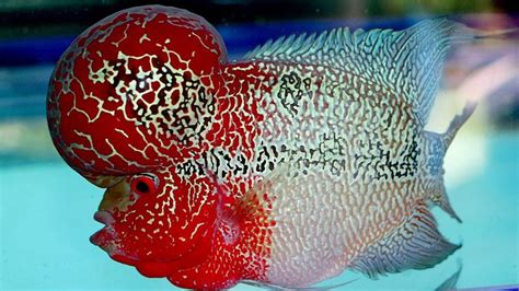 Flowerhorn Crossbreed Fish Panosundaki Pin