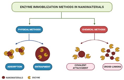 Enzyme Immobilization Methods Download Scientific Diagram