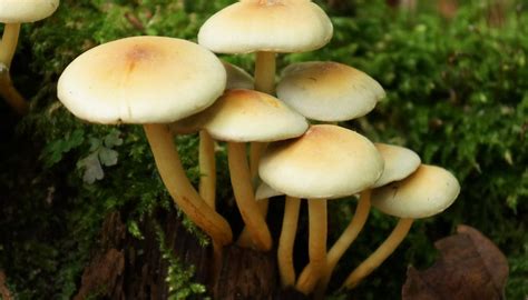 How to Identify Poisonous Mushrooms | Sciencing