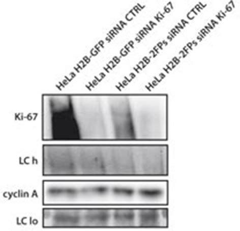 The Cell Proliferation Antigen Ki Organises Heterochromatin Elife