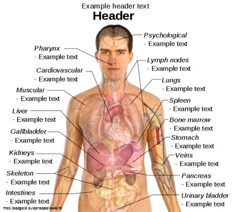 Inside The Human Body Diagram