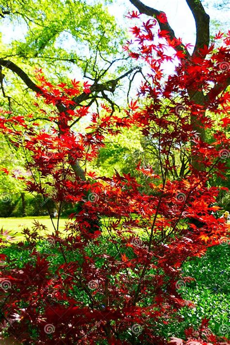 Fall Colors of Deep Red Maple Tree Stock Photo - Image of park, fall ...