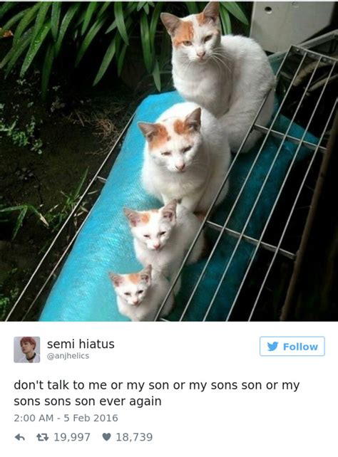 25 Hilarious Cat Tweets To Brighten Your Day Meowingtons