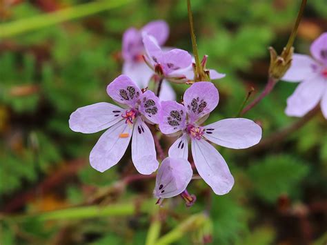 Spring flowers in Doñana - Discovering Doñana