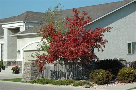 Royal Crown Amur Maple Acer Ginnala Jefum In Winnipeg Manitoba MB