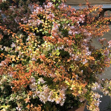 Funshine Abelia Vibrant Foliage And Flowers