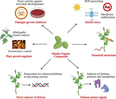 Synthesis And Extraction Routes Of Allelochemicals From Plants And