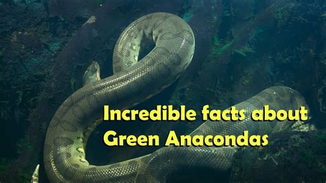 Incredible Facts About Green Anacondas Youtube