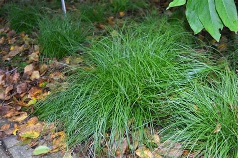 Rosy Sedge Carex Rosea 3 Pack Of Pots — Blazing Star Gardens