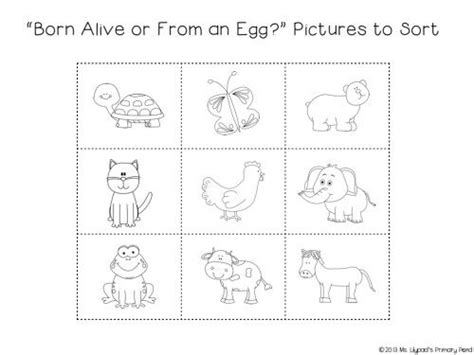 Oviparous Animals Worksheet Kindergarten | Primary School Maths Worksheets