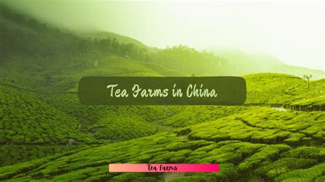 Famous tea farms in China - The Tea House Chronicles