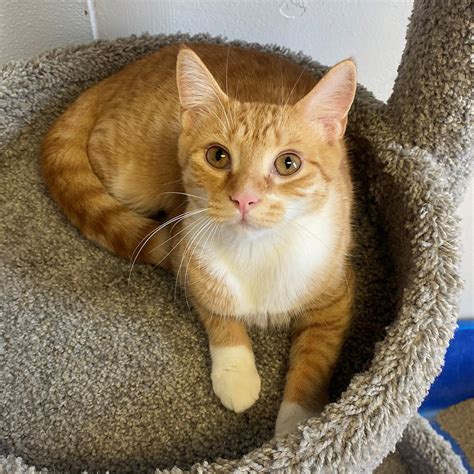 Orange Tabby Cat: Fascinating Facts About Orange Cats, 55% OFF