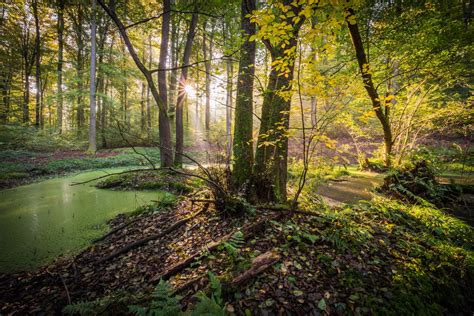 Sunlit Forest Serenity - 4K Ultra HD Wallpaper