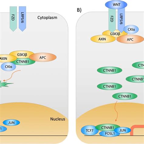 The Canonical Wnt Signaling Pathway A In The Absence Of Wnt The