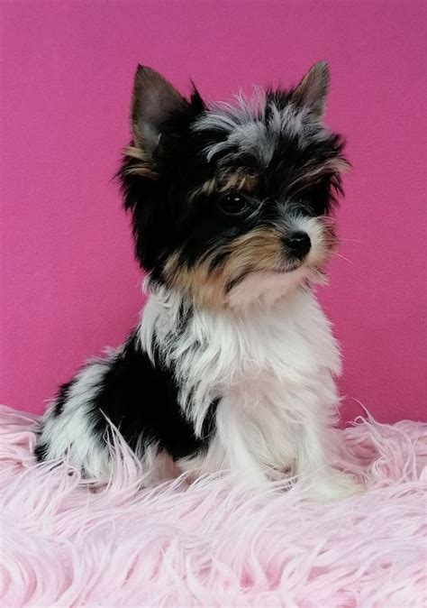 Biewer suczka z rodowodem Yorkshire Terrier Yorki Poznań Ogrody OLX pl