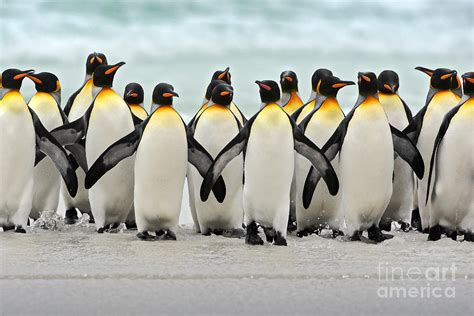 Group Of King Penguins Coming Back Photograph By Ondrej Prosicky Pixels