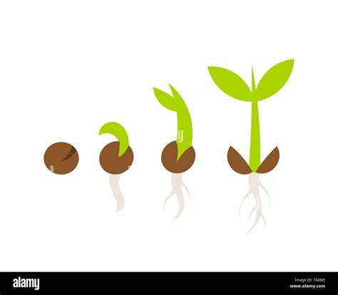 Plant Seed Germination Stages Vector Illustration Stock Vector Image