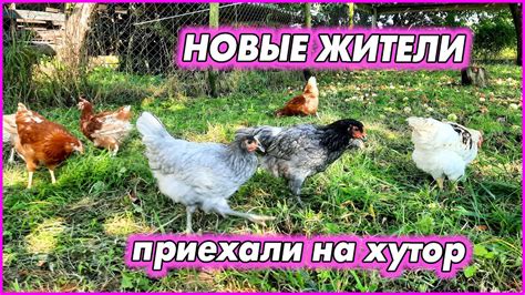 Попытка №2 - курочки. Молодые красивые девушки приехали на хутор! - YouTube