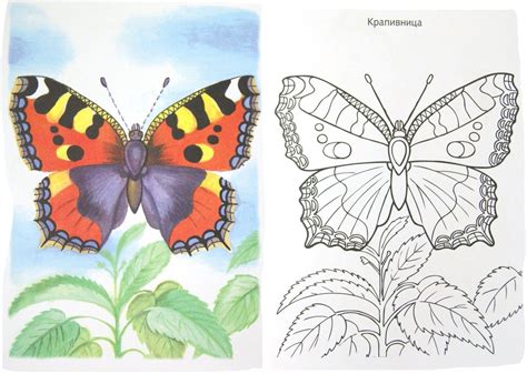Красная книга раскраска для детей | Смотреть 20 фото бесплатно