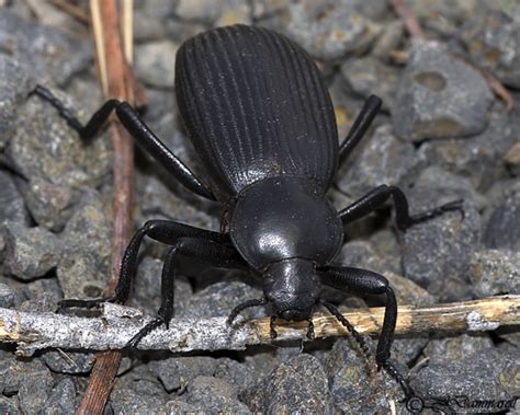 Beetle Eleodes Obscura BugGuide Net