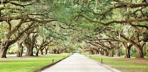 Charleston Sc Walking Tours Best Tours