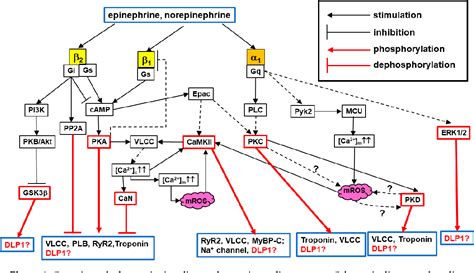 Figure 1 From Adrenergic Regulation Of Drp1 Driven Mitochondrial