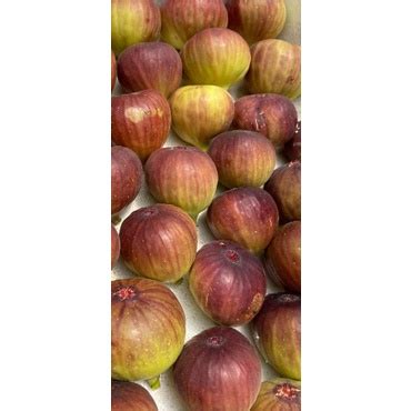 Jual Bibit Tin Buah Surga Buah Ara Fresh Cangkok Jenis BROWN