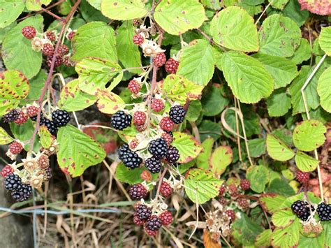 Wild Blackberry Plants