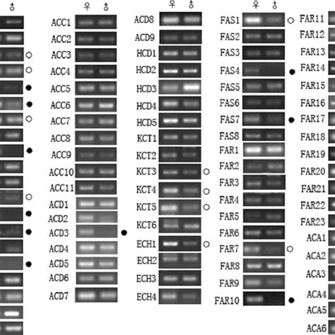 Sex Pheromone Biosynthesis Pathways In Spodoptera Litura A The Download Scientific Diagram