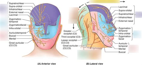 ANAT100: Cutaneous Nerves of Face and Scalp Diagram | Quizlet