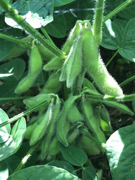Grow Edamame or Soybean in Pot - General Gardening - Growing Fruit