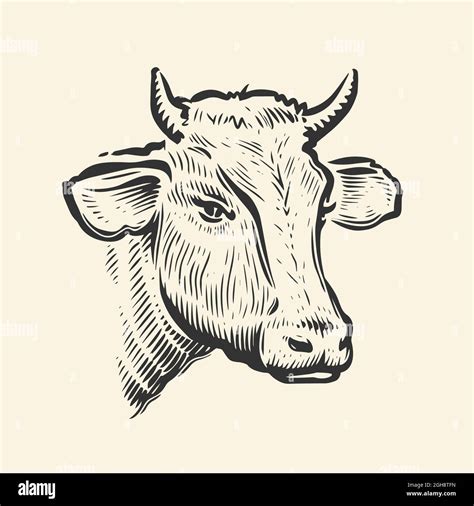 Cow Head Hand Drawn Sketch In A Graphic Style Vintage Vector