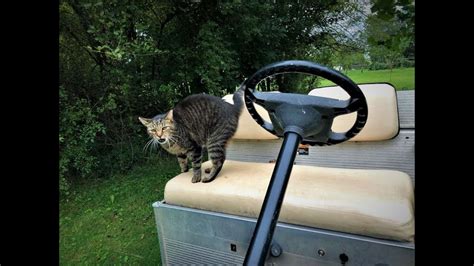 Cat Takes A Golf Cart Ride In The Pluot Orchard Youtube