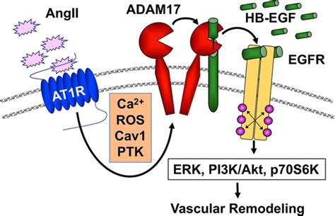 Understanding Angiotensin Ii Type 1 Receptor Signaling In Vascular Pathophysiology Hypertension